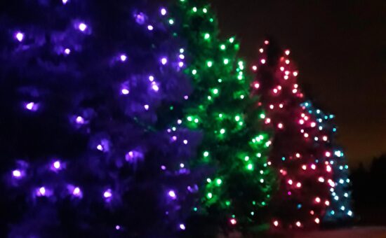four spruce trees wrapped with lights each in a different color